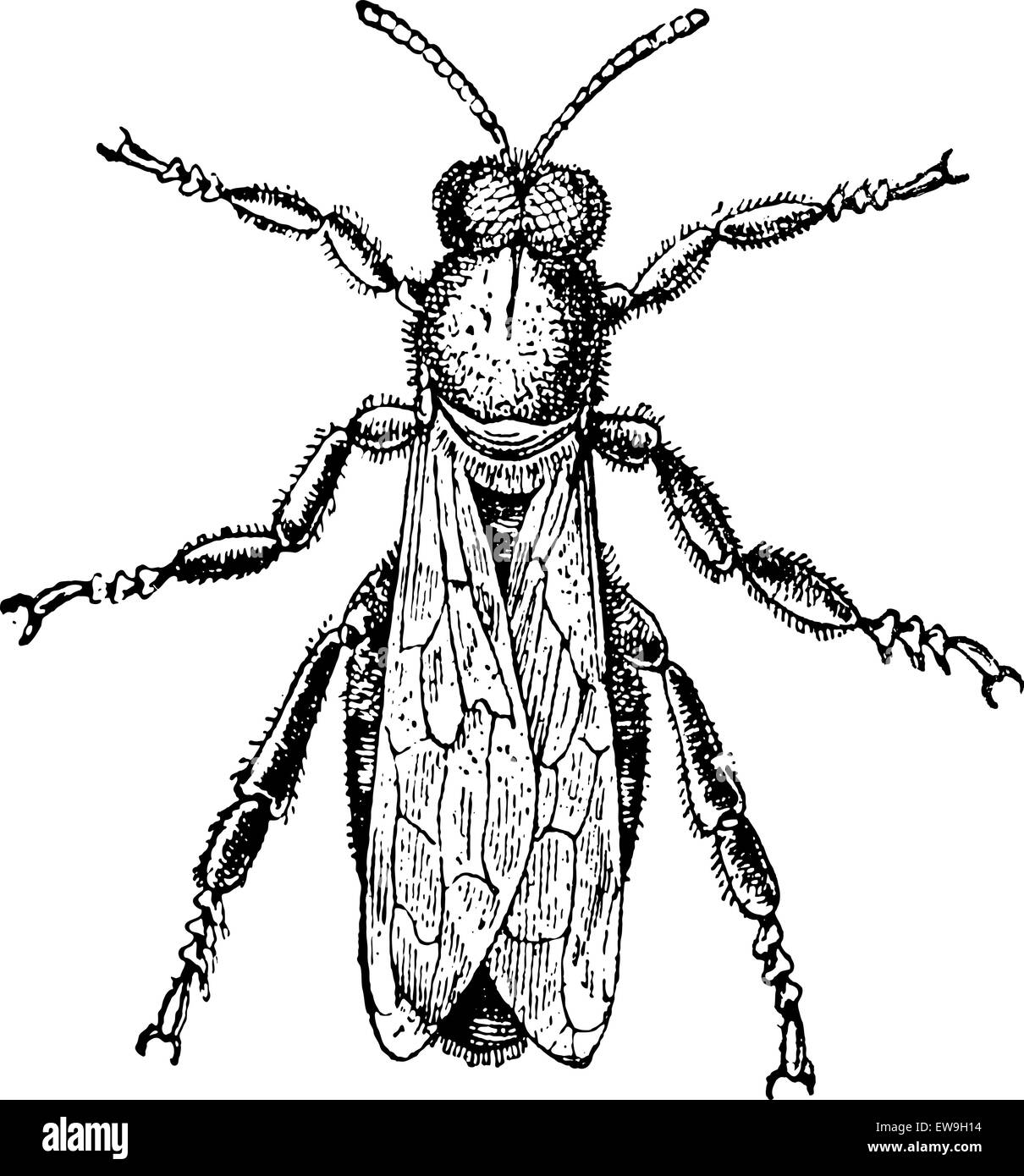 Männliche Biene oder Drohne, Vintage gravierten Abbildung. Magasin Pittoresque 1875. Stock Vektor
