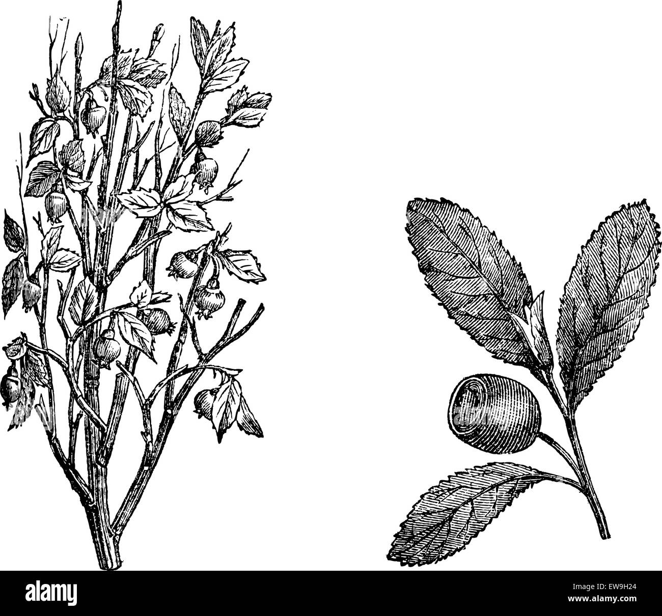 Cranberry Branch, Fig.58. Cranberry Frucht graviert Vintage Illustration. Magasin Pittoresque 1875. Stock Vektor