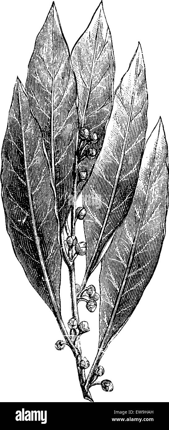 Lorbeer oder Laurus Nobilis, zeigen Blätter und Blütenknospen, graviert Vintage Illustration. Üblichen Medizin Wörterbuch von Dr. Lab Stock Vektor