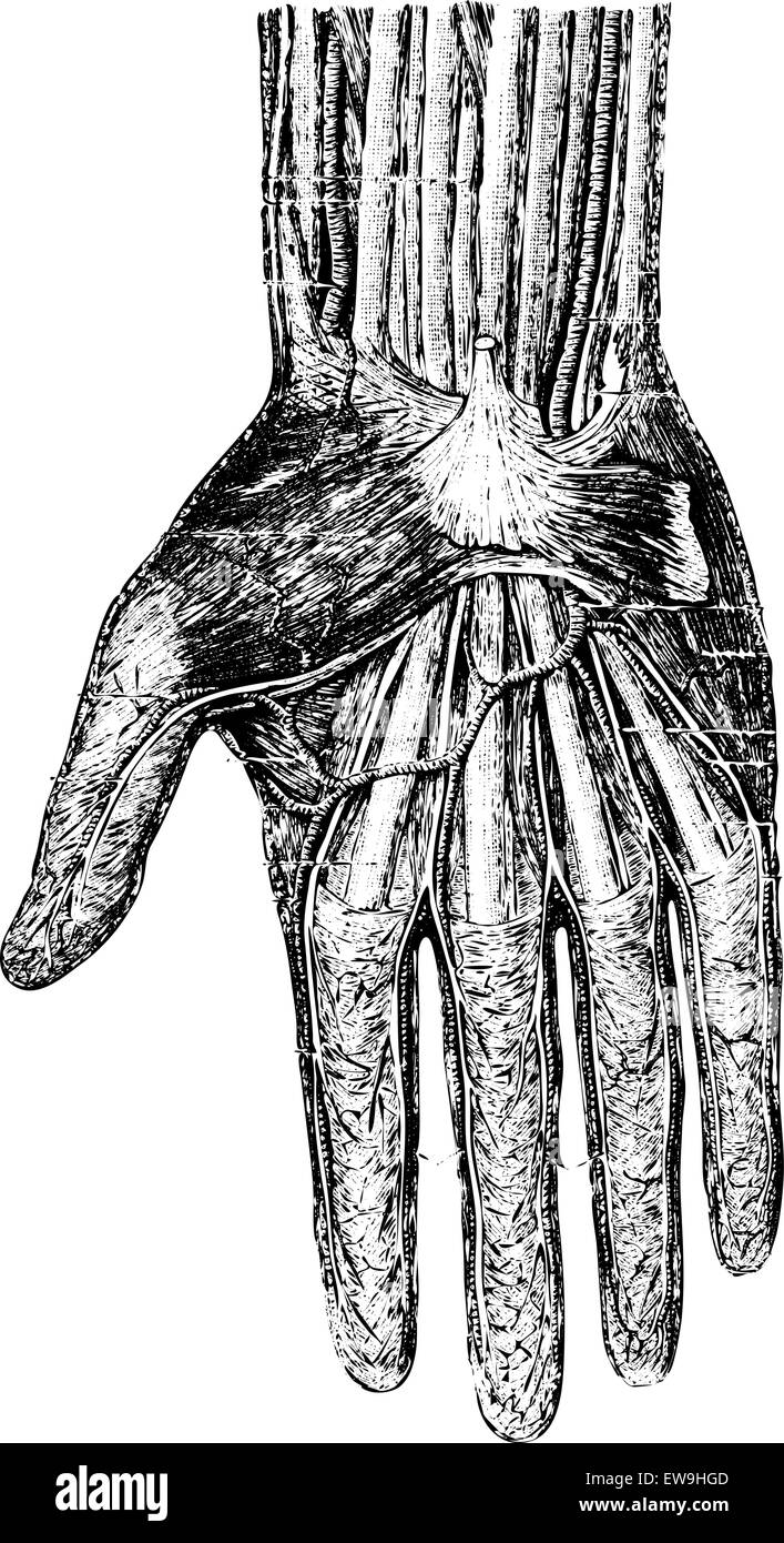 Deckschicht der Hand (palmaren Fläche), graviert Vintage Illustration. Üblichen Medizin Wörterbuch - Paul Labarthe - 1885. Stock Vektor