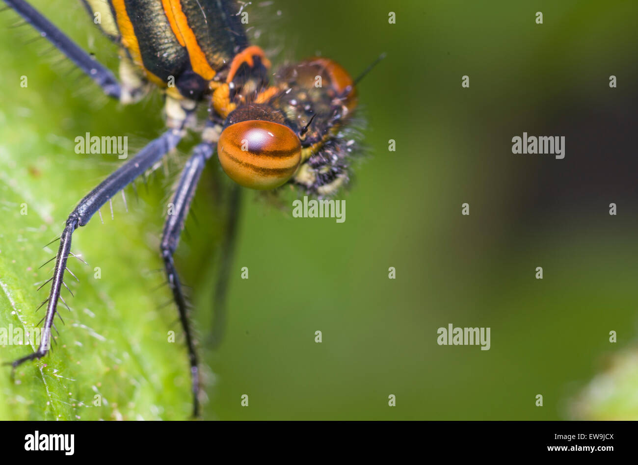 Yrrhosoma Nymphula großen roten Damselfly hautnah Nesselblatt Stockfoto