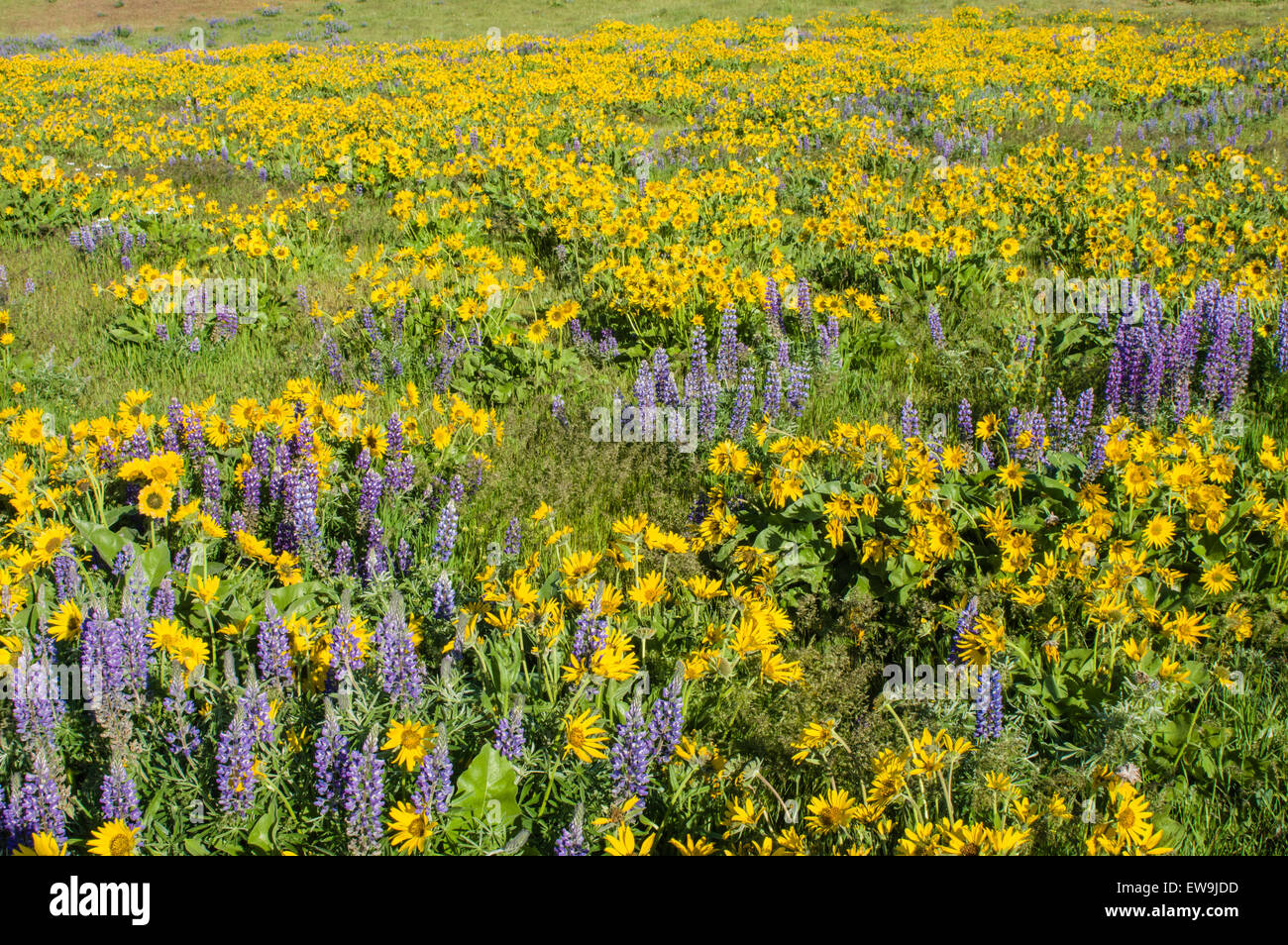 Wildblumenwiese mit einheimischen Balsamwurzel und Lupin Pflanzen Stockfoto