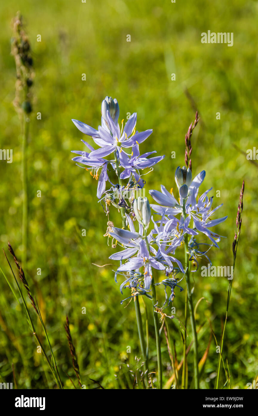 Einheimische Wiesenblumen Camassia Quamash in blau mit blauen Blüten Stockfoto