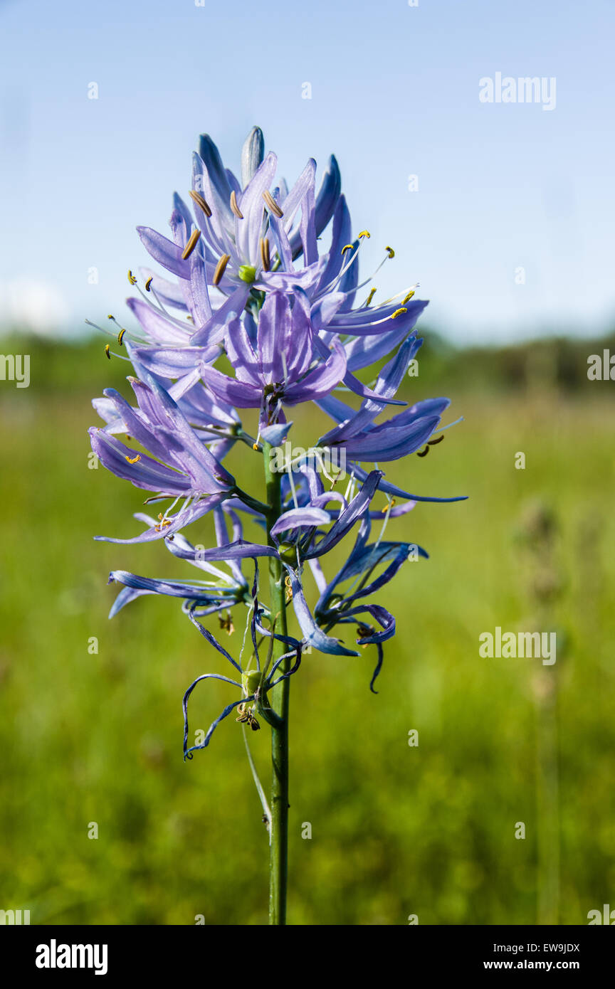 Einheimische Wiesenblumen Camassia Quamash in blau mit blauen Blüten Stockfoto