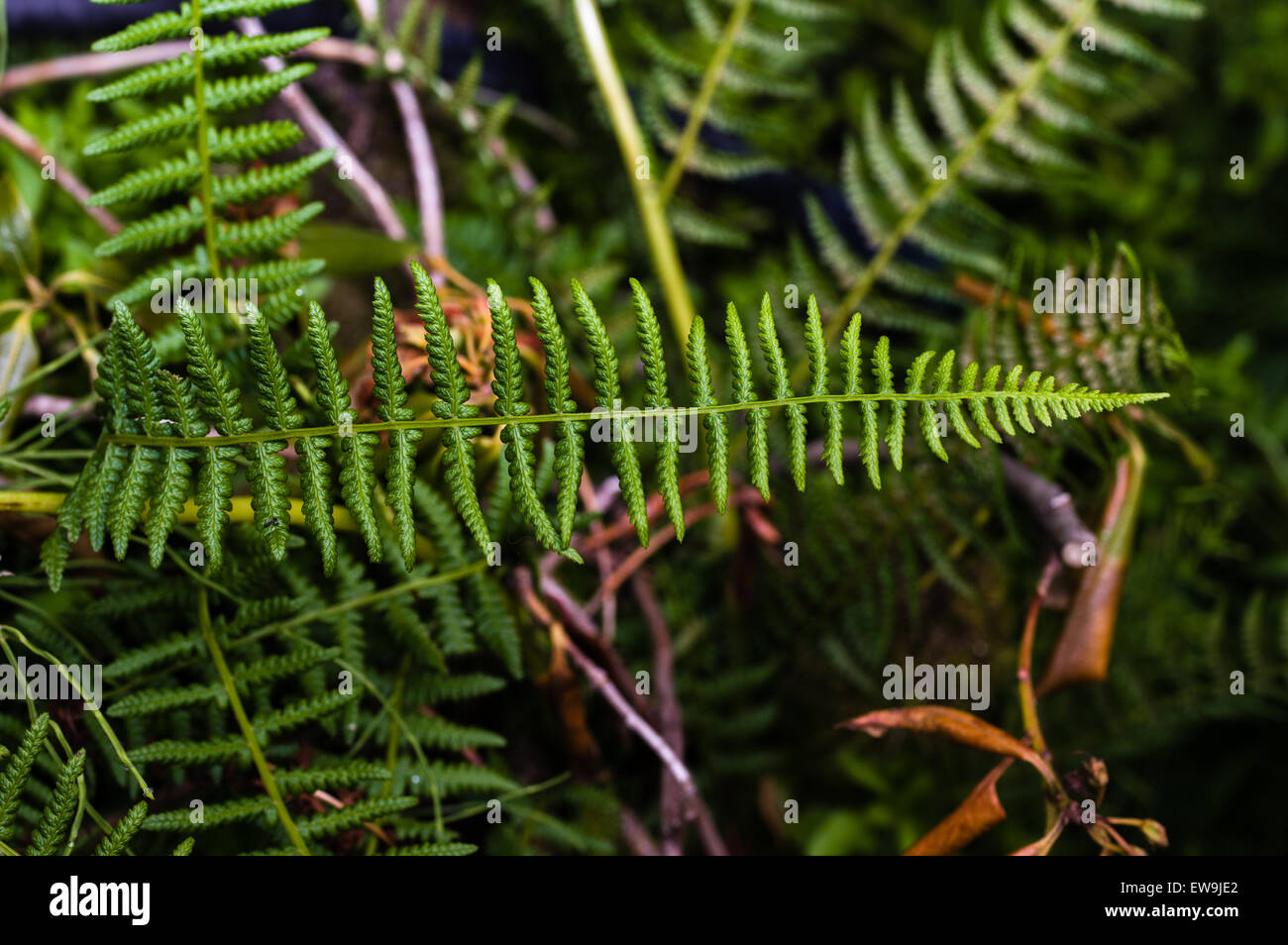 Ein grüner Farn Blätter oder Wedel im Wald Stockfoto