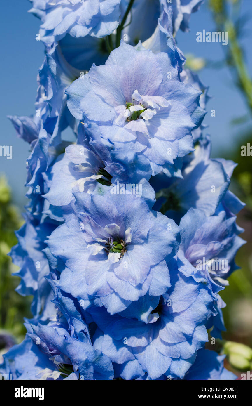 Der Stiel der blau blühenden Blumen mit engen Blütenblätter Stockfoto