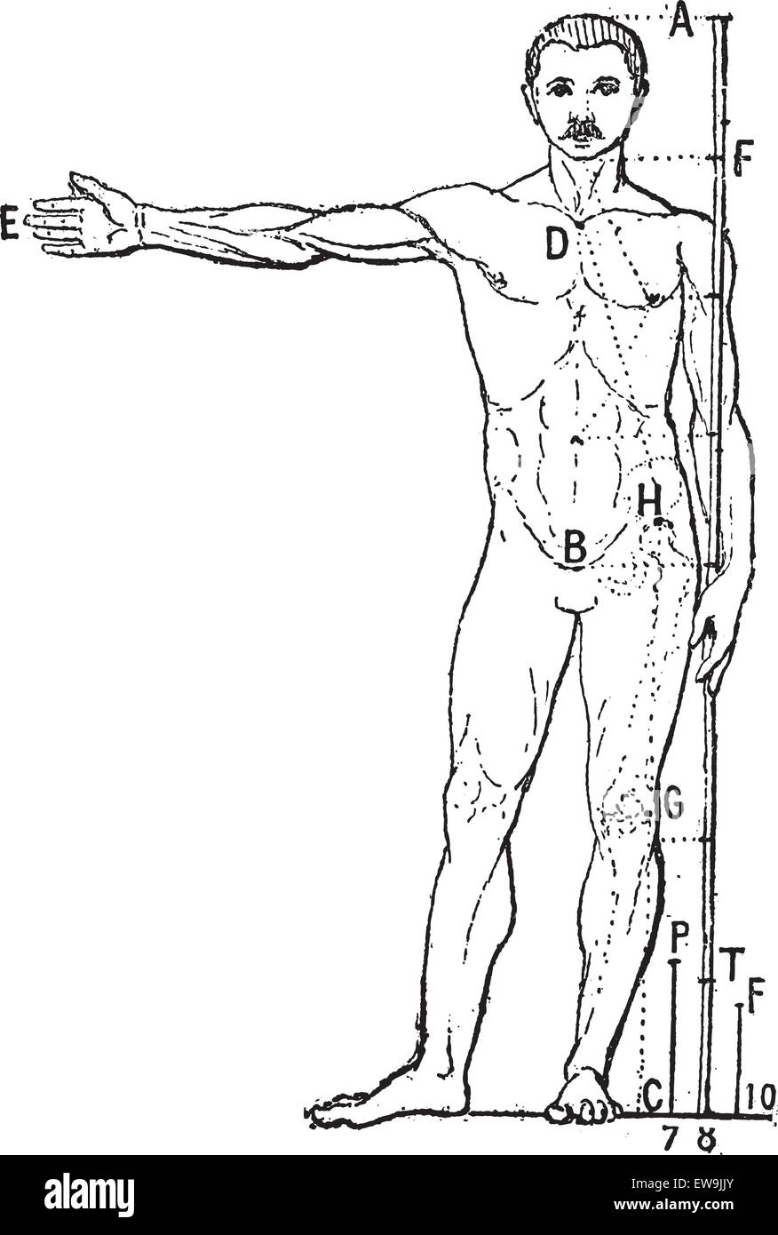 Menschliche Proportionen graviert Vintage Illustration. Wörter und Sachen - Larive und Fleury - 1895. Stock Vektor