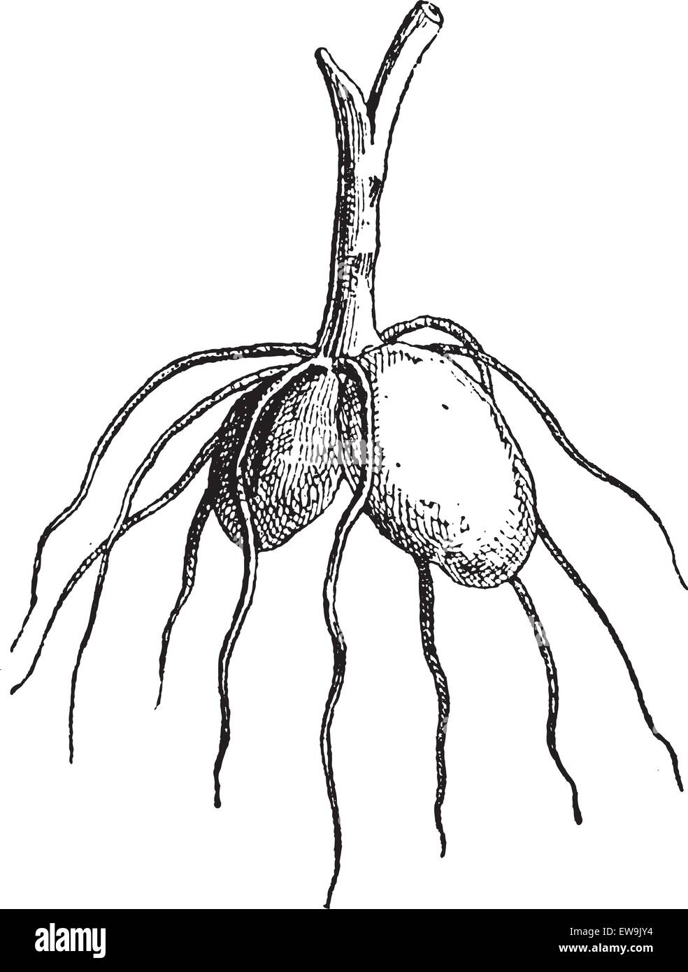 Salep, graviert zeigt Knolle, Vintage Illustration. Wörterbuch der Worte und Dinge - Larive und Fleury - 1895 Stock Vektor