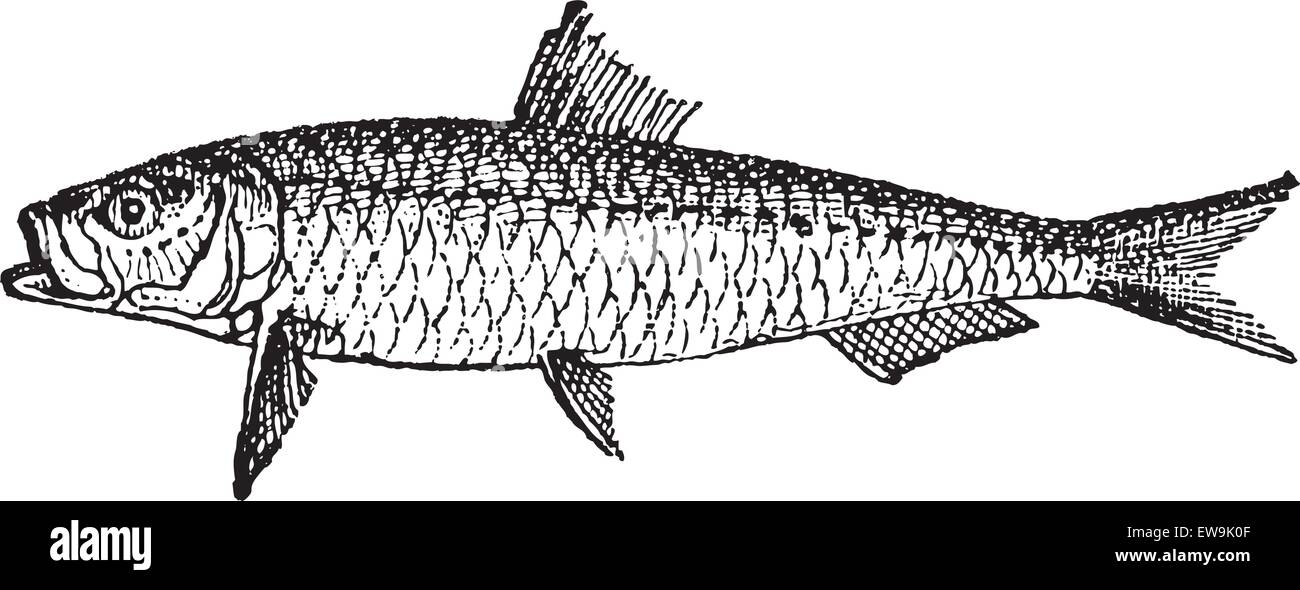 Alten gravierten Abbildung von Sardinen oder Sardellen isoliert auf einem weißen Hintergrund. Wörter und Sachen - Larive und Fle Stock Vektor