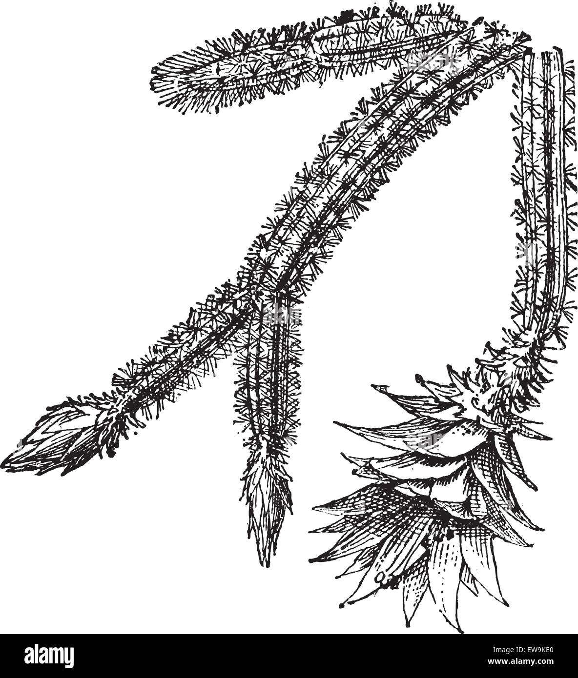 Nacht – Blooming Cereus oder Acanthocereus Tetragonus, graviert Vintage Illustration. Wörter und Sachen - Larive und Fl Stock Vektor