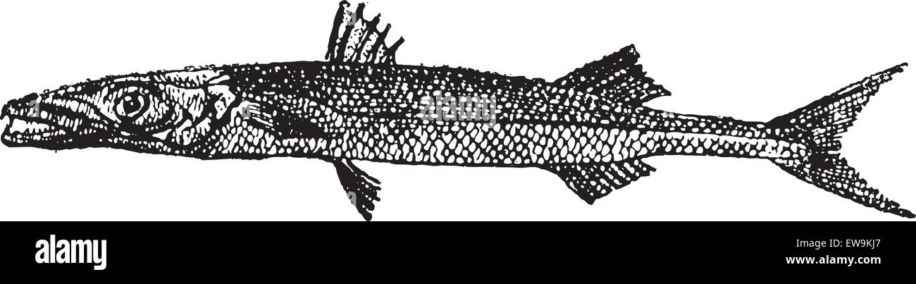 Barracuda oder größten SP., graviert Vintage Illustration. Wörterbuch der Worte und Dinge - Larive und Fleury - 1895 Stock Vektor
