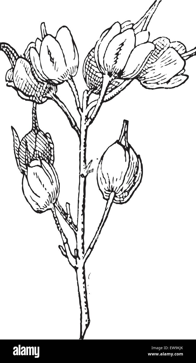 Europäische Bladdernut oder Staphylea Pinnata, graviert Vintage Illustration. Wörter und Sachen - Larive und Fleury - 18 Stock Vektor