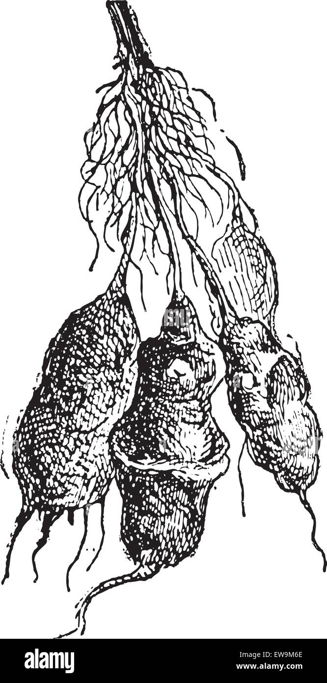 Topinambur (Helianthus Tuberosus) oder Sunroot oder Topinambur oder Erde Apple oder Topinambour, graviert Vintage Illustration. Stock Vektor