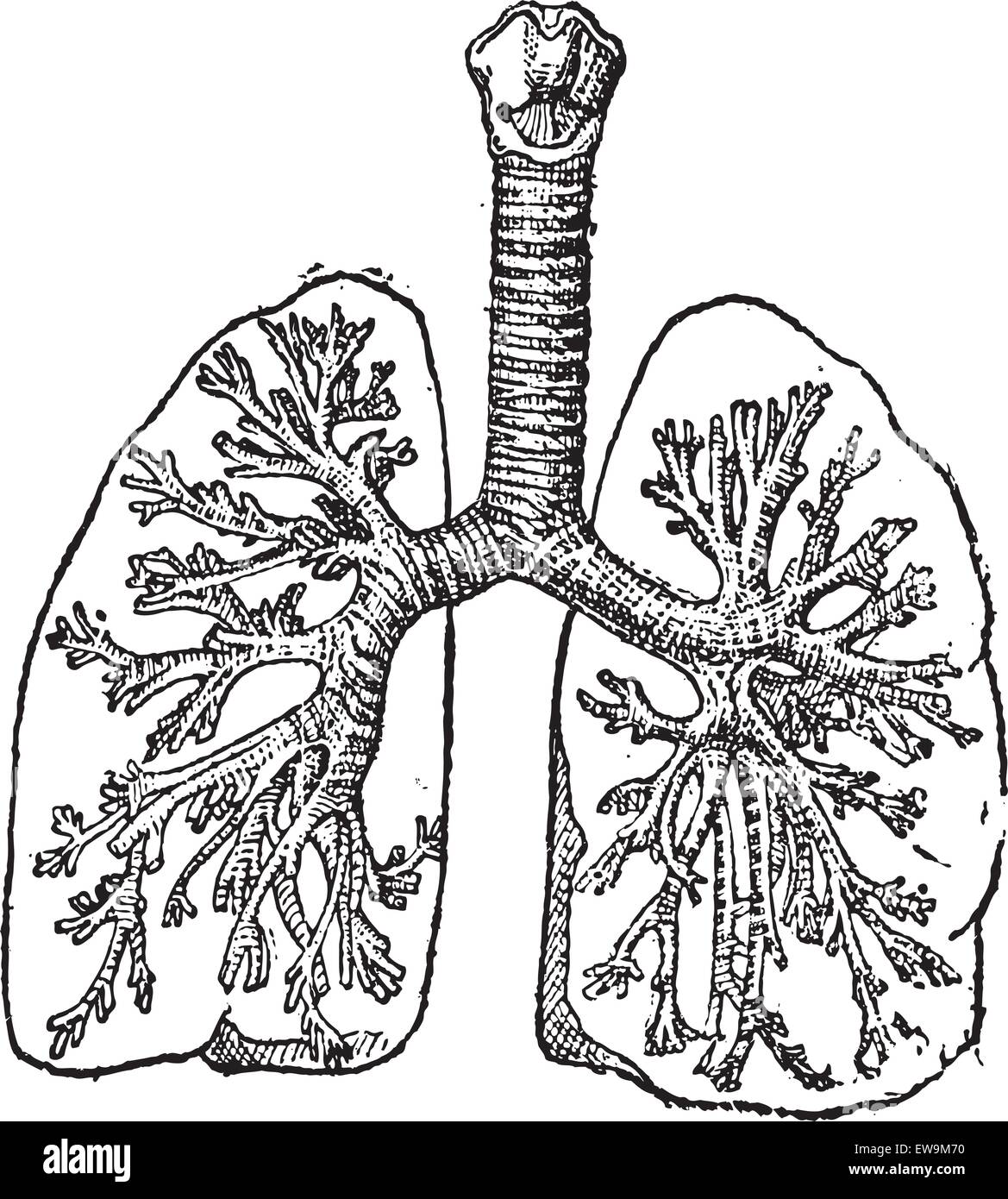 Luftröhre oder Luftröhre, graviert Vintage Illustration. Wörter und Sachen - Larive und Fleury - 1895. Stock Vektor