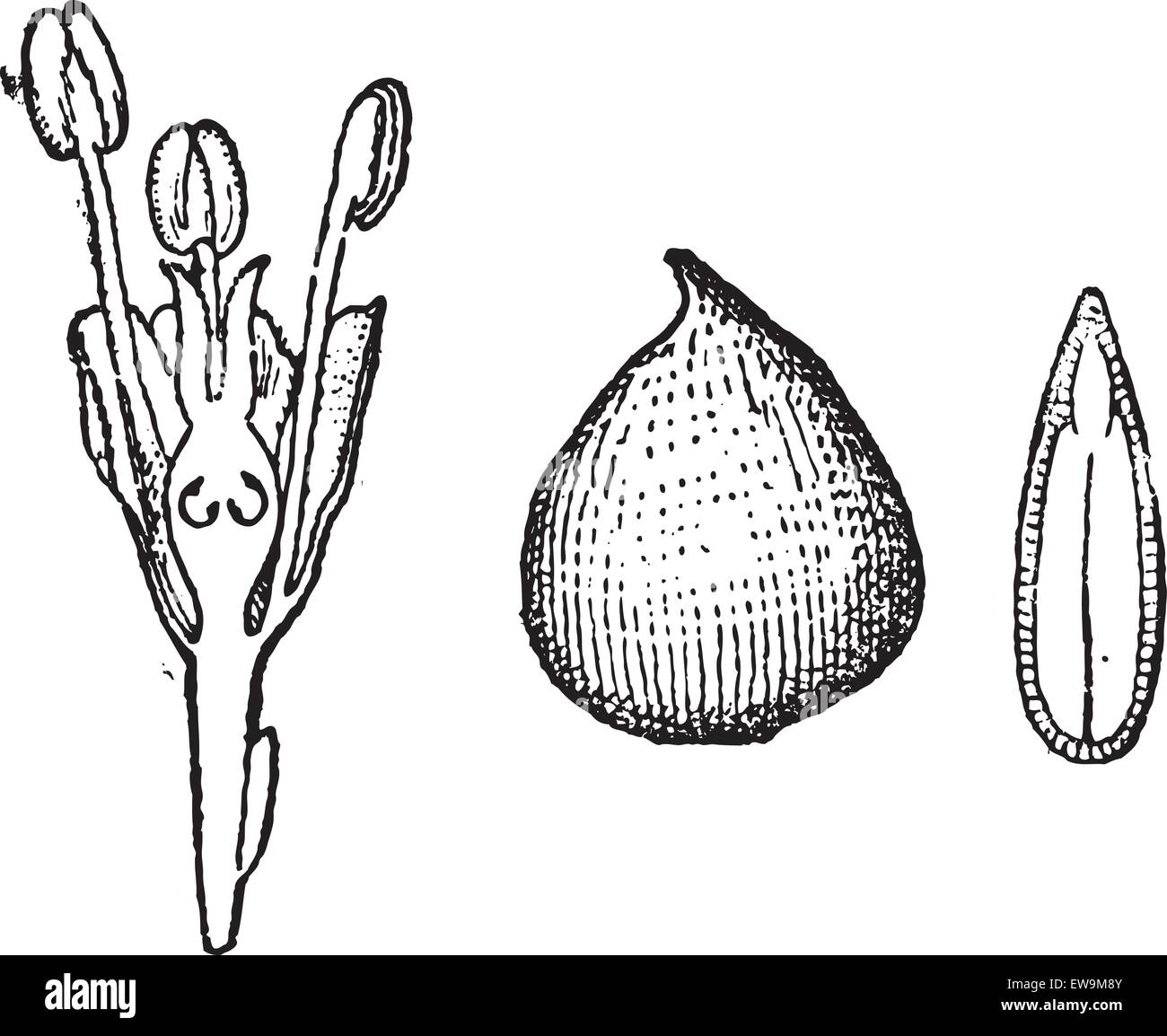 Ulme, zeigt Blume Querschnitt (links), ganze Samen (Mitte) und Samen Querschnitt (rechts), gravierten Vintage illustratio Stock Vektor