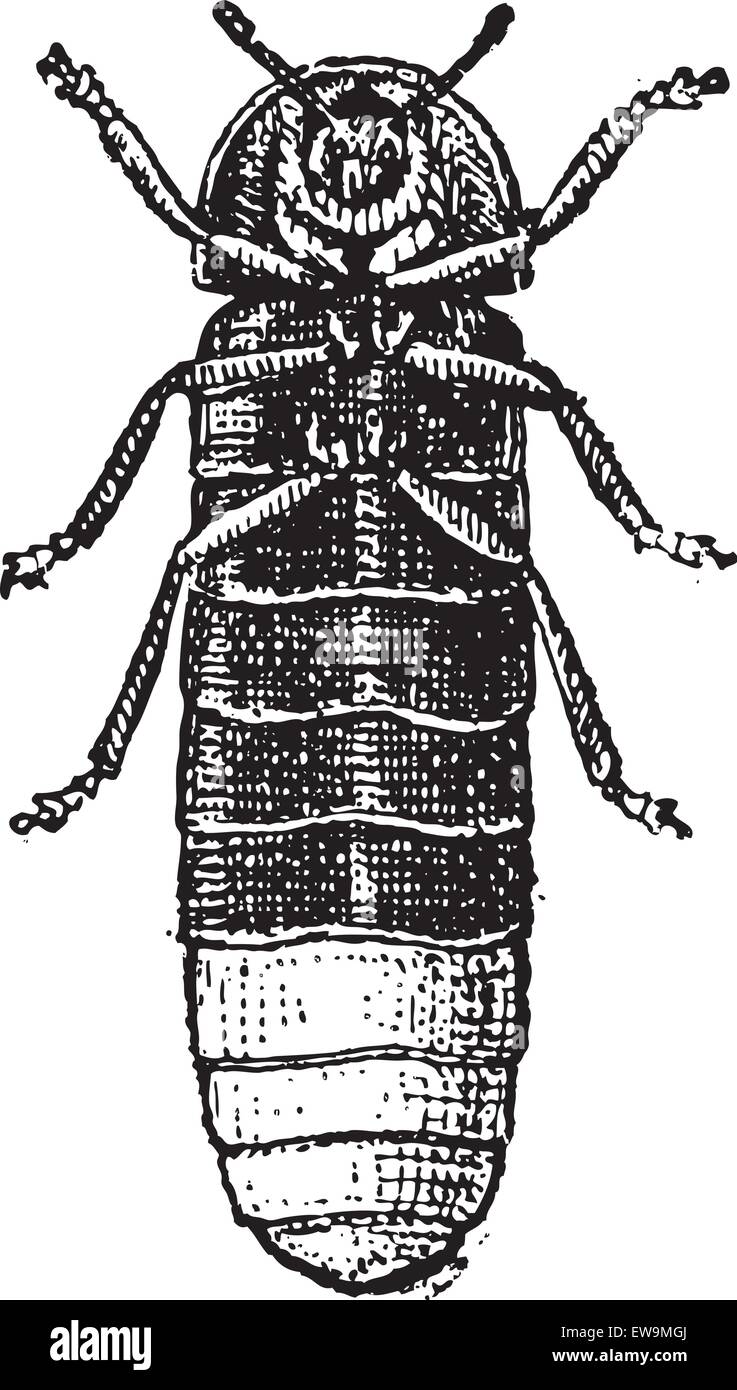 Glühwürmchen oder Lampyris Noctiluca, graviert Vintage Illustration. Wörterbuch der Worte und Dinge - Larive und Fleury - 1895 Stock Vektor