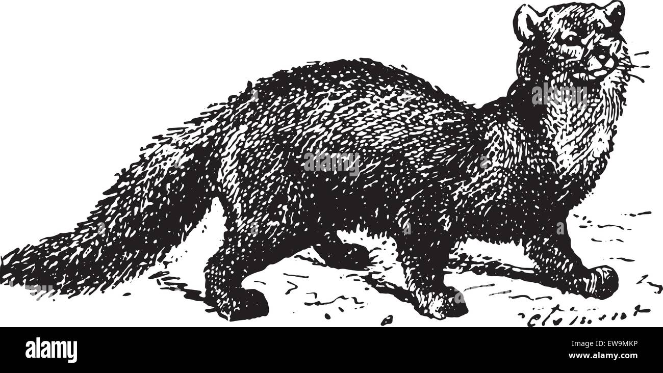 Zobel, graviert Vintage Illustration. Wörter und Sachen - Larive und Fleury - 1895. Stock Vektor