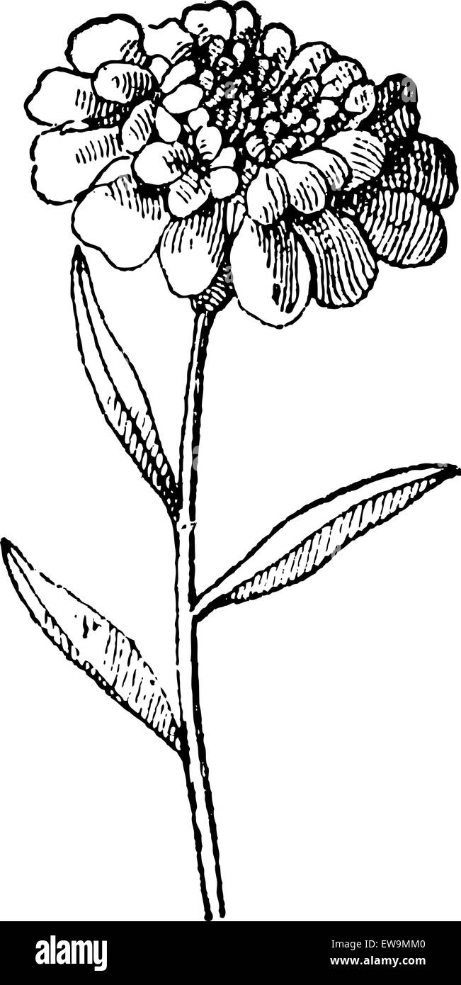 Schleifenblume Iberis Umbellata Alternativ graviert Vintage Illustration. Wörterbuch der Worte und Dinge - Larive und Fleury - 1895 Stock Vektor