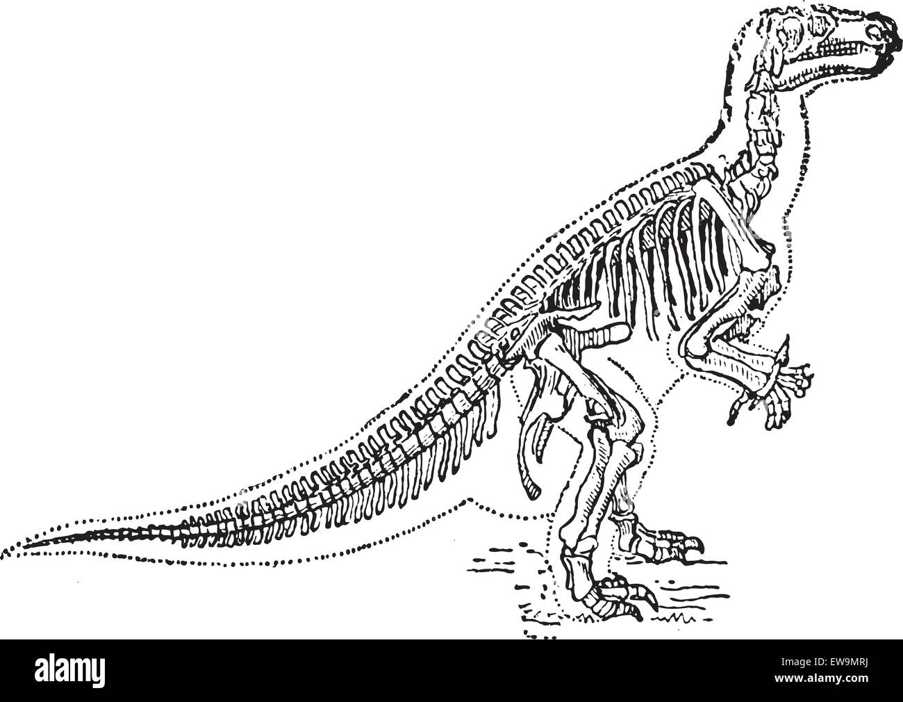 Alten gravierten Abbildung von Iguanodon. Wörter und Sachen - Larive und Fleury? 1895 Stock Vektor