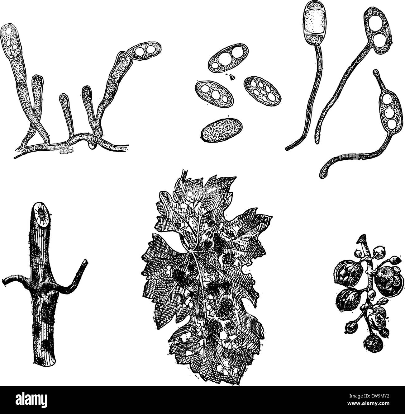 Verschiedene Formen von Mehltau, graviert Vintage Illustration. Wörterbuch der Worte und Dinge - Larive und Fleury - 1895 Stock Vektor