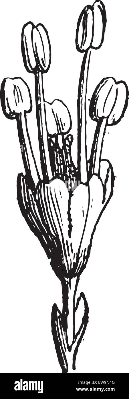 Elm, graviert Vintage Illustration. Wörter und Sachen - Larive und Fleury - 1895. Stock Vektor