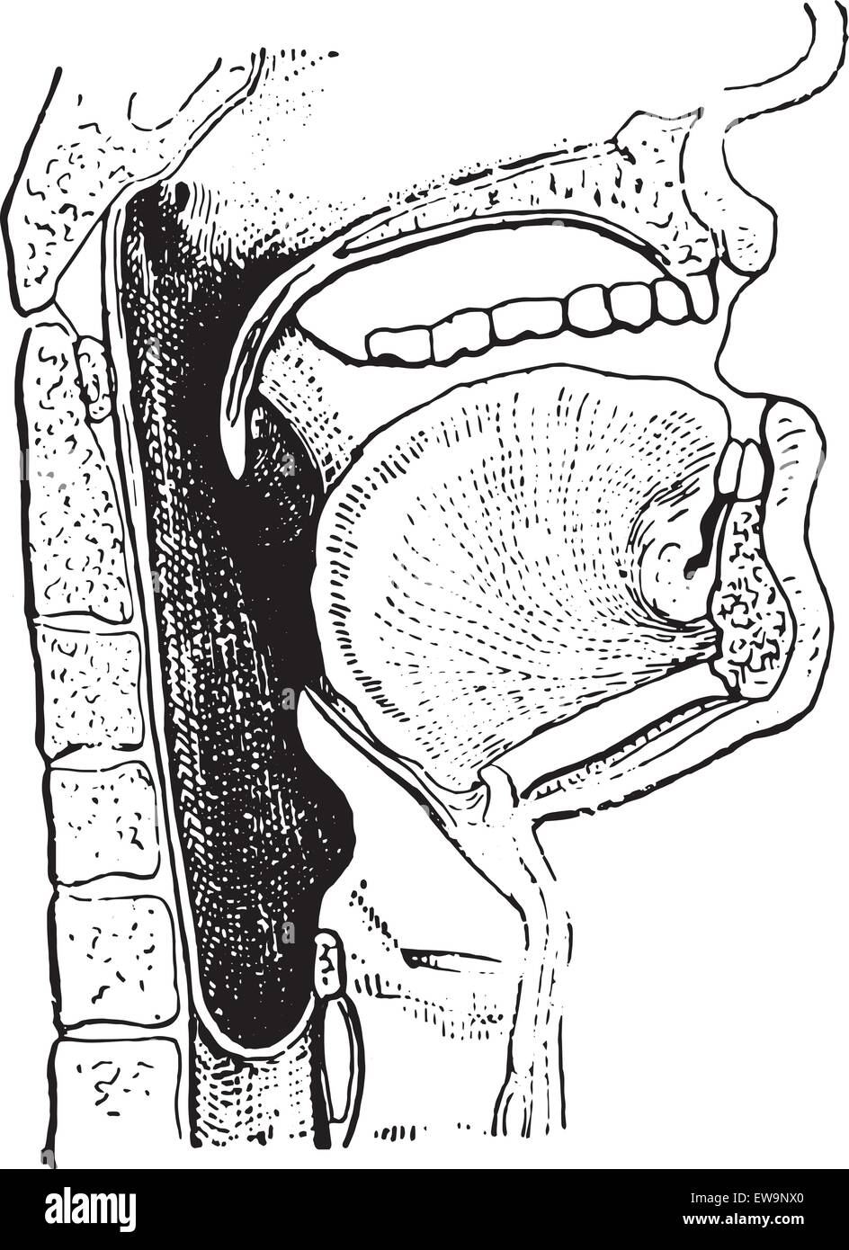 Rachen, graviert Vintage Illustration. Wörter und Sachen - Larive und Fleury - 1895. Stock Vektor