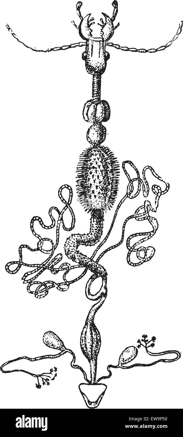 Anatomie eines Insekts, graviert Vintage Illustration. Wörter und Sachen - Larive und Fleury - 1895. Stock Vektor