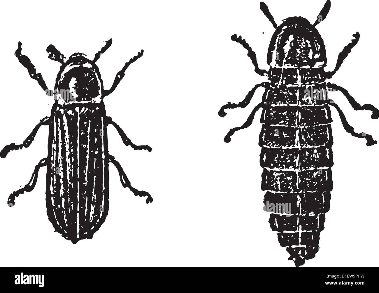 Firefly oder Lampyridae, graviert Vintage Illustration. Wörterbuch der Worte und Dinge - Larive und Fleury - 1895 Stock Vektor