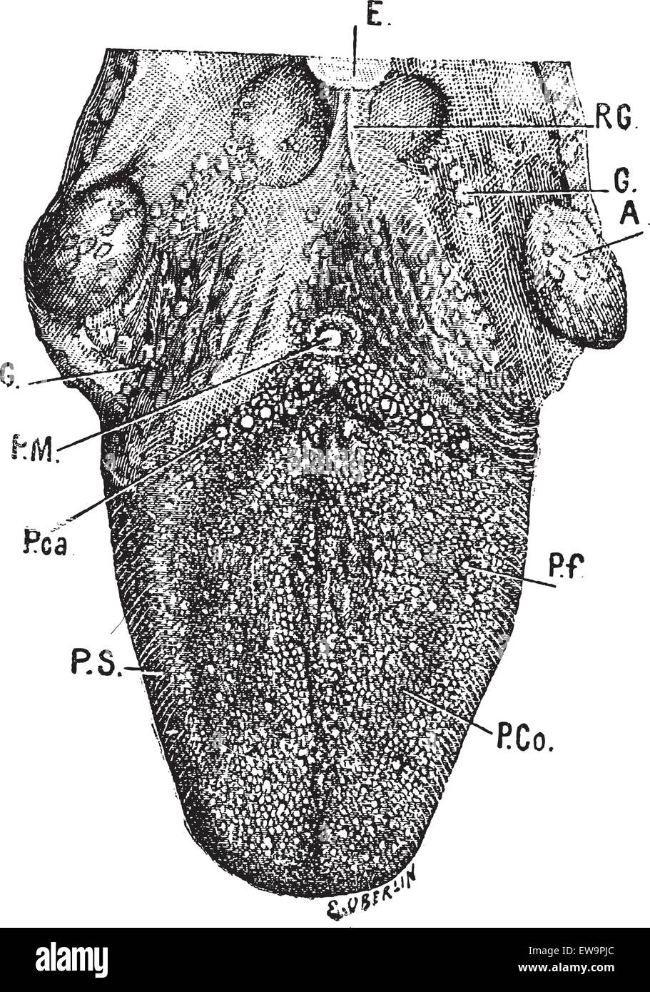 Anatomie der Zunge, graviert Vintage Illustration. Wörter und Sachen - Larive und Fleury - 1895. Stock Vektor