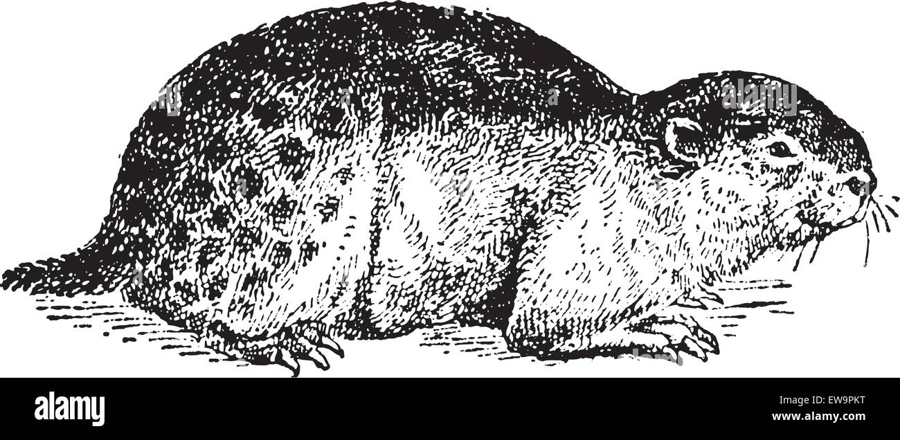 Lemming oder Lemmus Lemmus, graviert Vintage Illustration. Wörterbuch der Worte und Dinge - Larive und Fleury - 1895 Stock Vektor