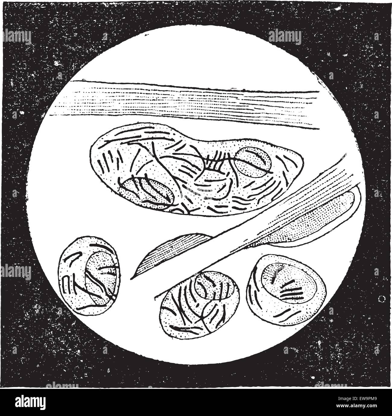 Mycobacterium lepromatosis kaufen Alamy