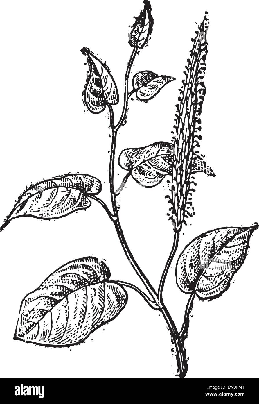 Die Echsenschwanz oder Saururus Cernuus, graviert Vintage Illustration. Wörterbuch der Worte und Dinge - Larive und Fleury - 1895 Stock Vektor
