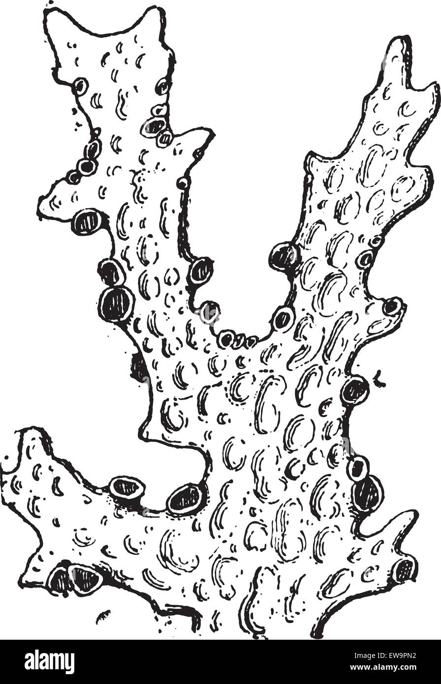 Flechten, graviert Vintage Illustration. Wörterbuch der Worte und Dinge - Larive und Fleury - 1895 Stock Vektor