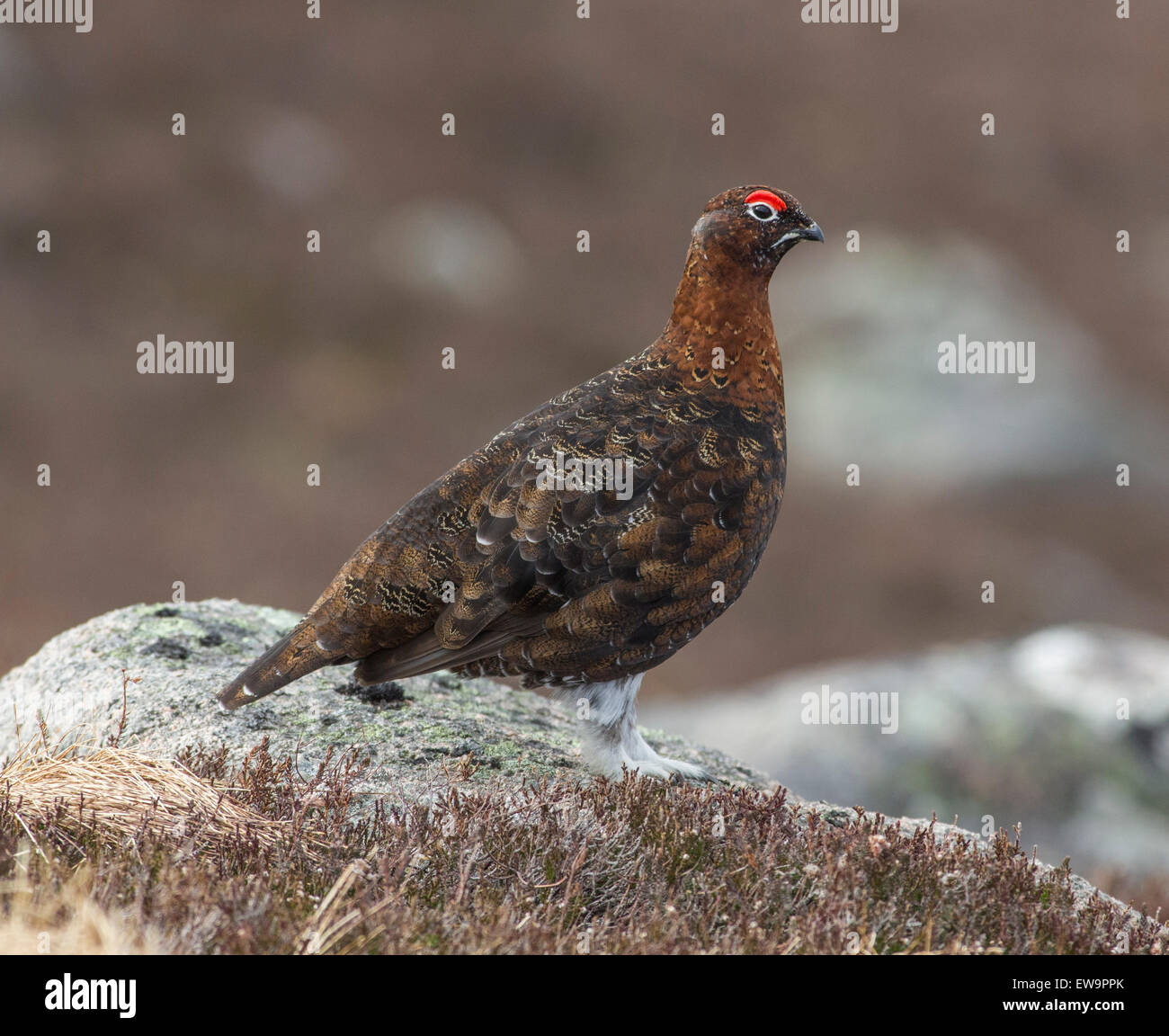 Moorschneehühner auf Felsen Stockfoto