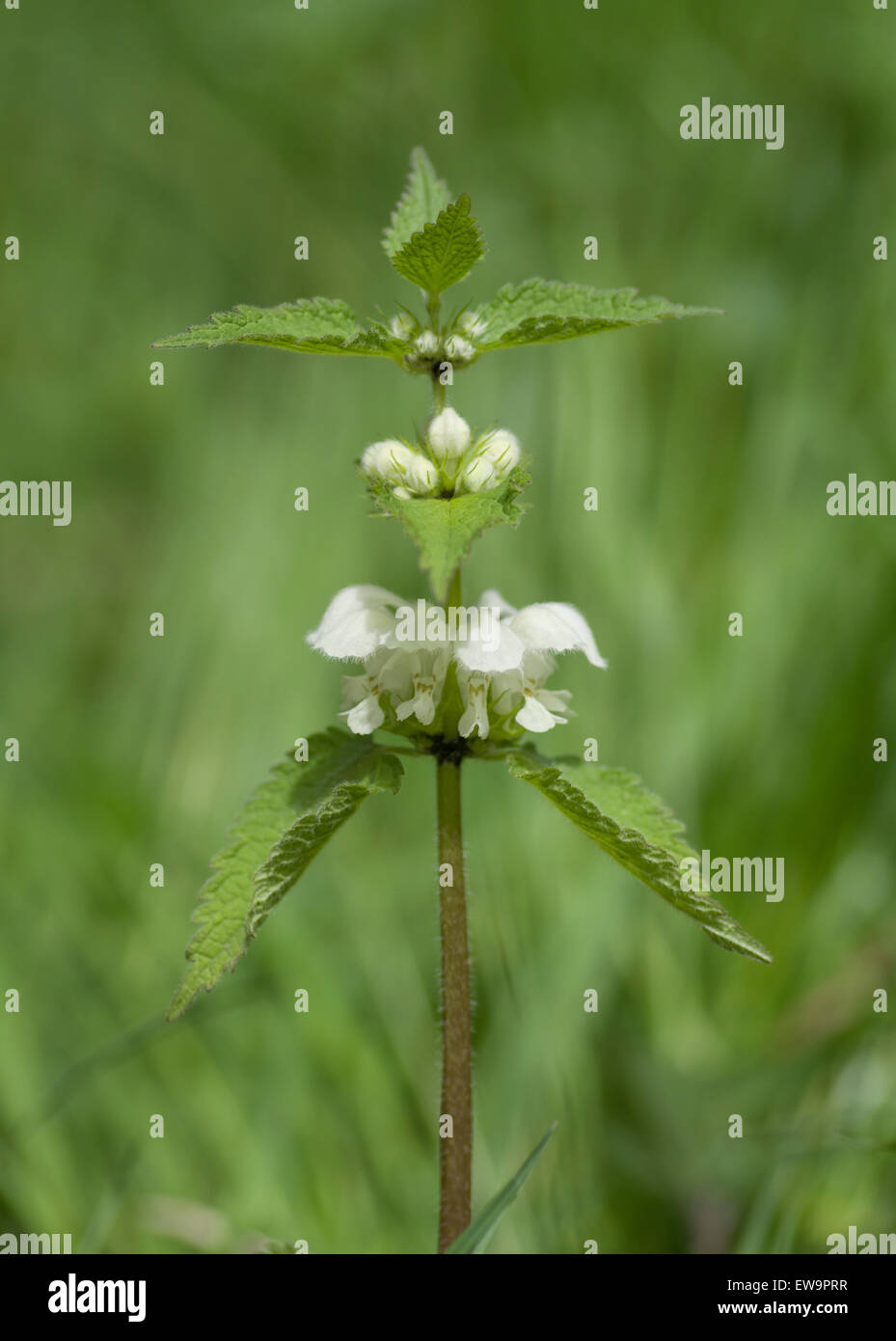 Weißen Toten Brennnessel in Blüte Stockfoto