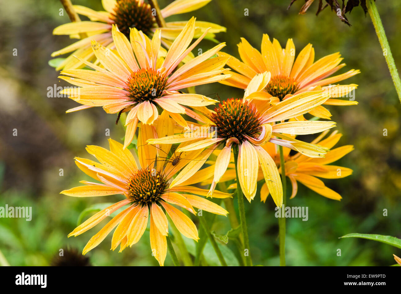 Gelb blühende Echinacea Pflanzen in voller Blüte Stockfoto