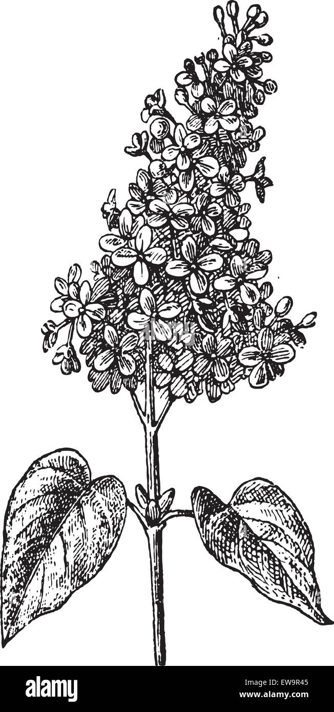 Flieder oder Syringa SP., graviert Vintage Illustration. Wörterbuch der Worte und Dinge - Larive und Fleury - 1895 Stock Vektor