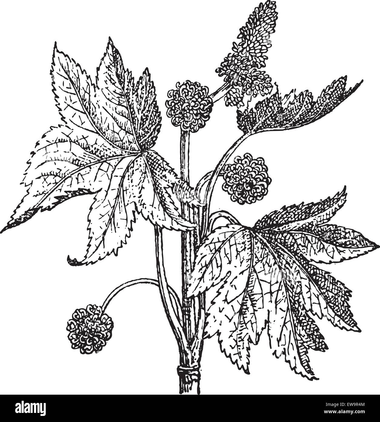 Orientalische Amber oder Liquidambar Orientalis, graviert Vintage Illustration. Wörterbuch der Worte und Dinge - Larive und Fleury- Stock Vektor