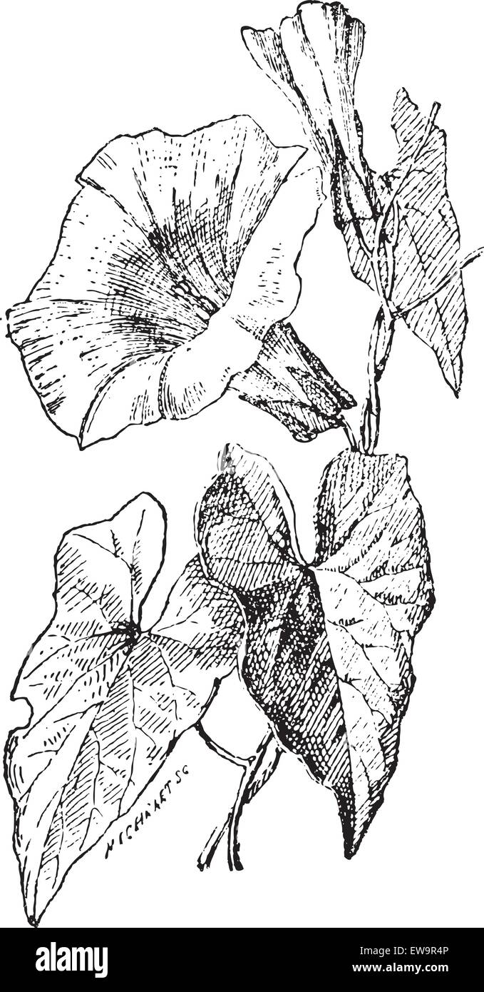 Ackerwinde oder Convolvulus SP., graviert Vintage Illustration. Wörterbuch der Worte und Dinge - Larive und Fleury - 1895 Stock Vektor