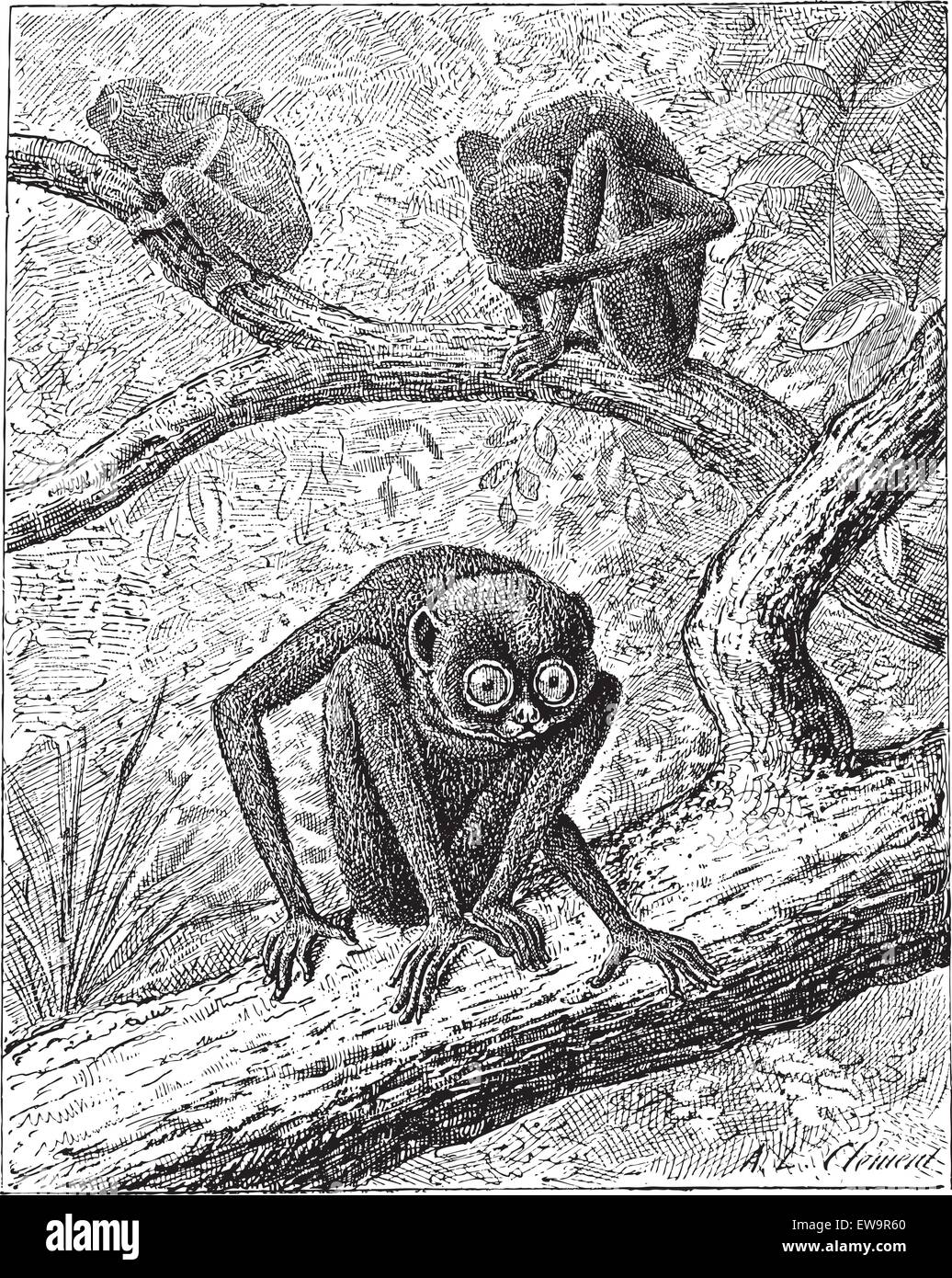 Rot Slender Loris oder Loris Tardigradus graviert Vintage Illustration. Wörterbuch der Worte und Dinge - Larive und Fleury - 1895 Stock Vektor