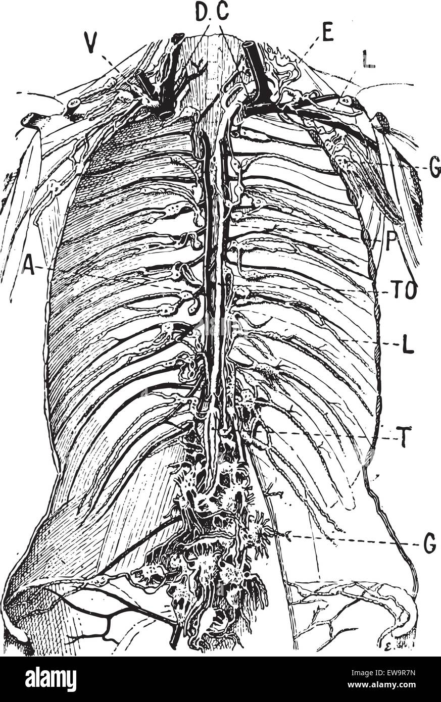 Lymphsystem, graviert Vintage Illustration. Wörterbuch der Worte und Dinge - Larive und Fleury - 1895 Stock Vektor