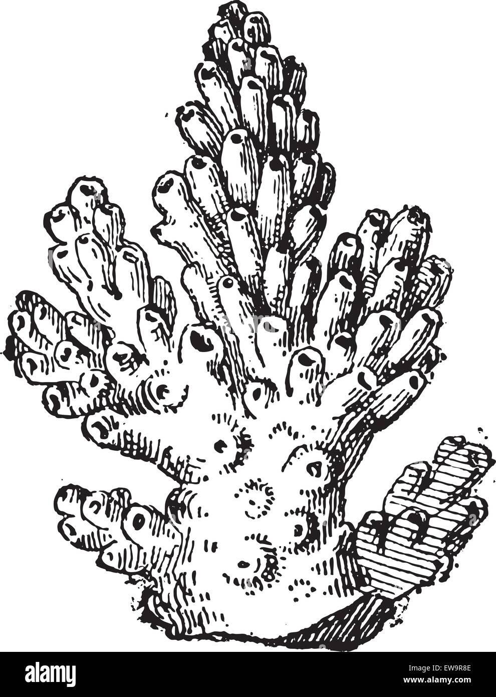 Koralle oder Anthozoa, graviert Vintage Illustration. Wörterbuch der Worte und Dinge - Larive und Fleury - 1895 Stock Vektor