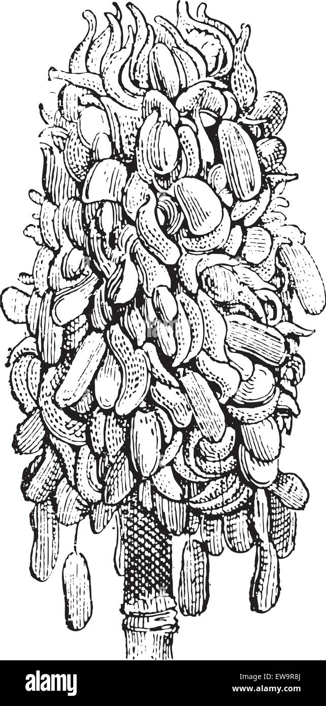 Magnolia oder Magnolia SP., graviert mit Obst, Vintage Illustration. Wörter und Sachen - Larive und Fleury - 189 Stock Vektor