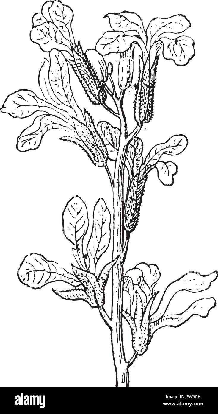 Lager oder Matthiola sp., Blumen, Vintage eingravierten Abbildung. Wörterbuch der Wörter und Dinge - Larive und Fleury - 1895 Stock Vektor