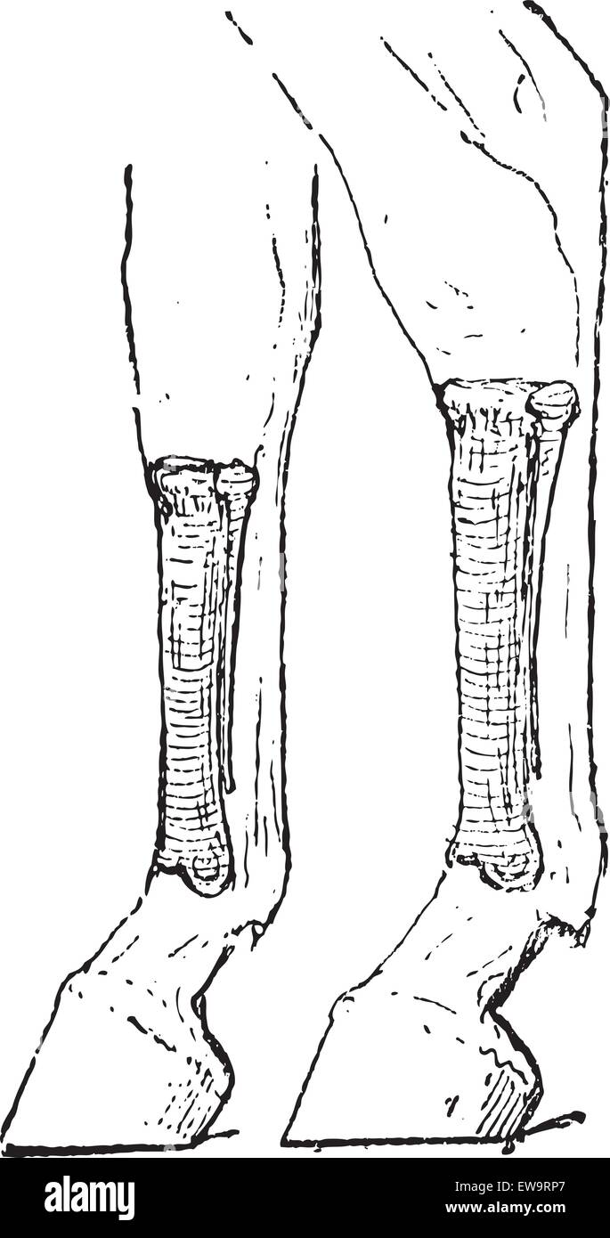 Pferd Mittelhand (links) und Hinterfusswurzel (rechts) Knochen, Vintage eingravierten Abbildung. Wörterbuch der Wörter und Dinge - Larive und Fleury - 1895 Stock Vektor