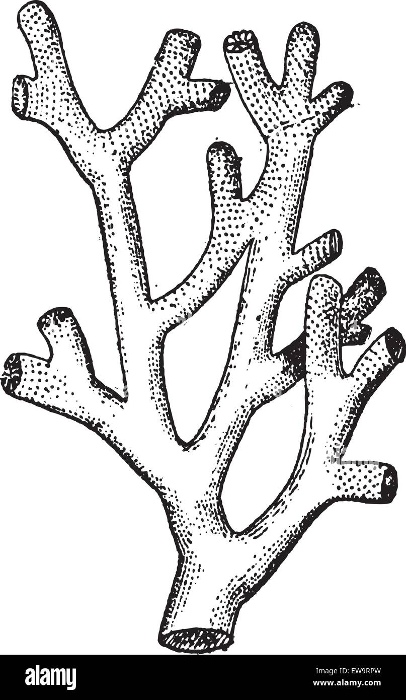 Feuerkoralle oder Millepora SP., graviert Vintage Illustration. Wörterbuch der Worte und Dinge - Larive und Fleury - 1895 Stock Vektor