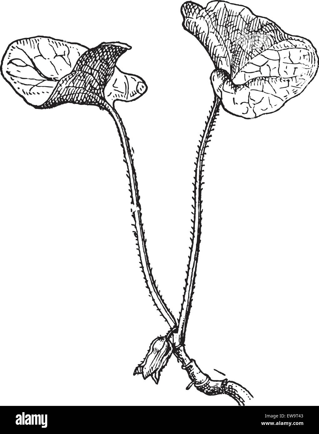 Wilder Ingwer oder Asarum Caudatum graviert Vintage Illustration. Wörterbuch der Worte und Dinge - Larive und Fleury - 1895 Stock Vektor