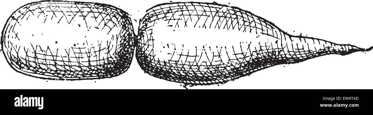 Schwimmblase eines Fisches, Vintage gravierten Abbildung. Wörterbuch der Worte und Dinge - Larive und Fleury - 1895 Stock Vektor