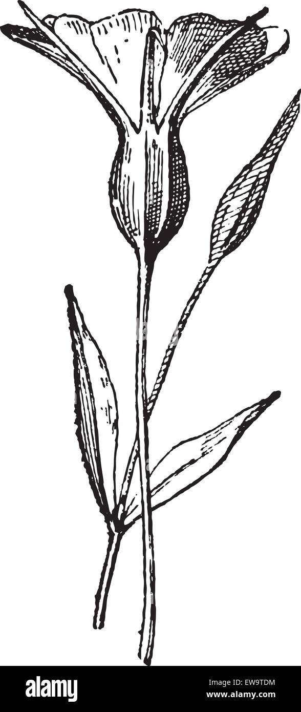 Gemeinsame oder Agrostemma githago Corncockle, Blume, Vintage eingravierten Abbildung. Wörterbuch der Wörter und Dinge - Larive und Fleury - 1895 Stock Vektor