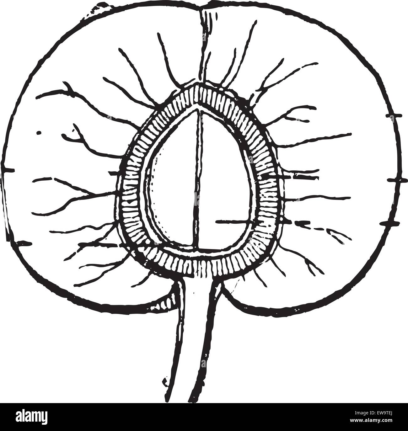 Aprikose oder Prunus Armeniaca, Anzeigen Obst Querschnitt, Vintage eingravierten Abbildung. Wörterbuch der Wörter und Dinge - Larive und Fleury - 1895 Stock Vektor